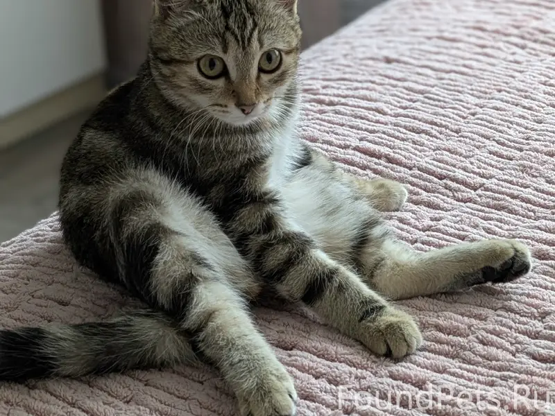 Пропала кошка Буся, Свердловский район