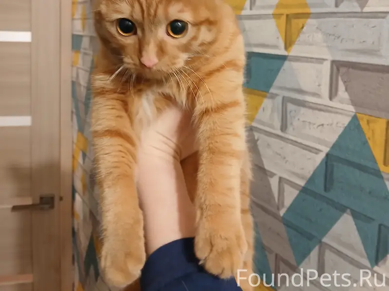 Найден рыжий котёнок, сквер Кузнецова