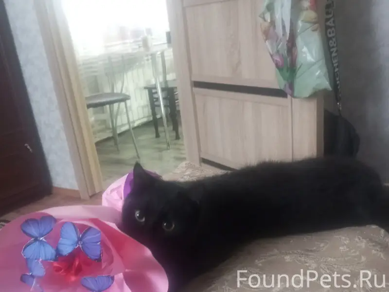 Пропал кот, улицы Кирова, Островского, Чкалова