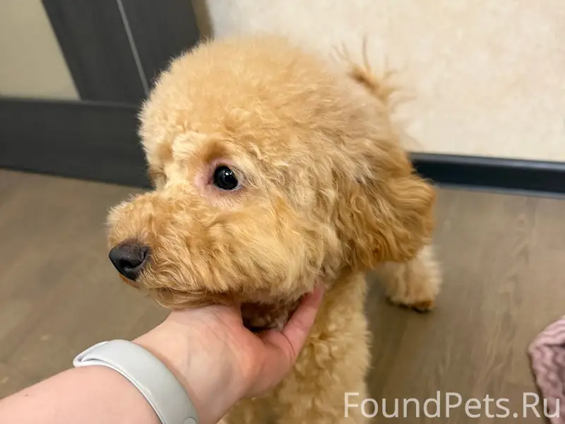 Пропала девочка пудель, Домодедово