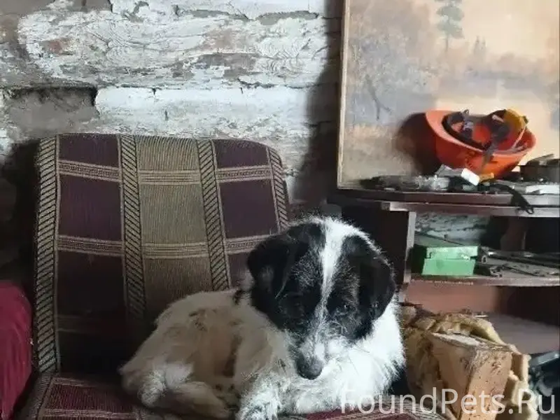 Пропала собака, ул. Рабочая