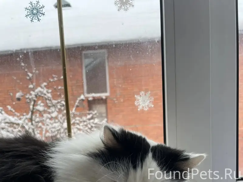 Пропала кошка Муся, Коломна