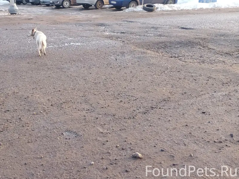 Найден пёс в ошейнике, ул. Шишкова