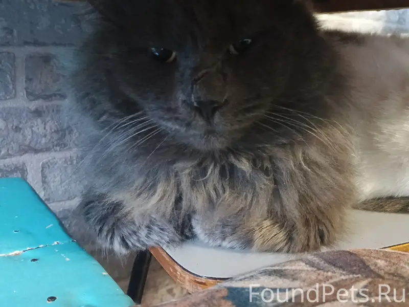 Пропал кот, район речки Юг-Пархоза