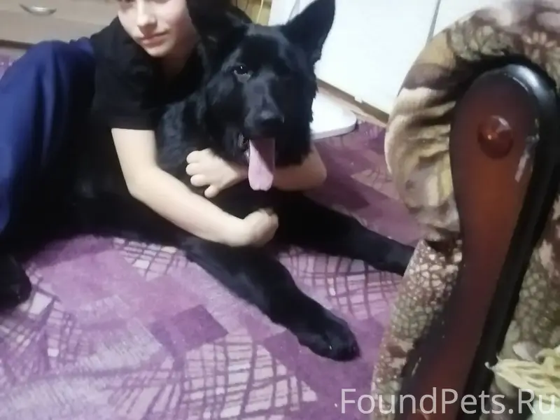 Пропал щенок немецкой овчарки Буран