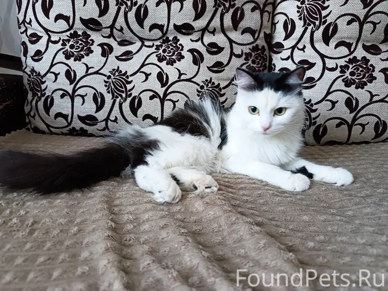 Найдена кошка, за рекой Кострома