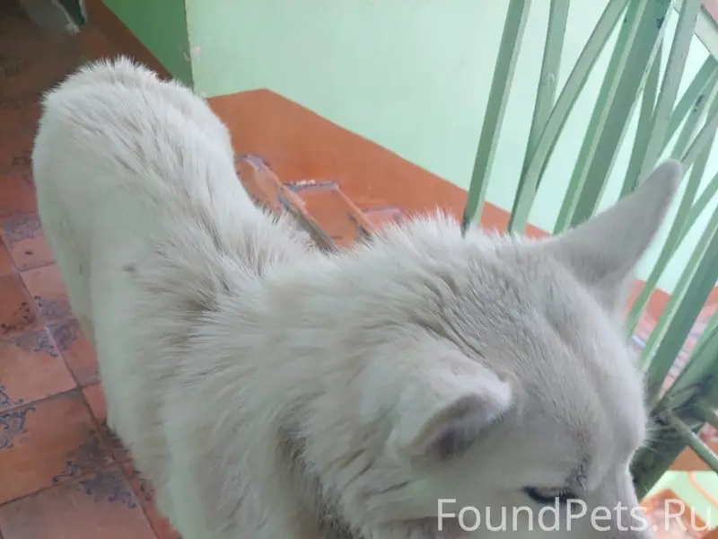 Найден метис Белоснежка, г. Уфа