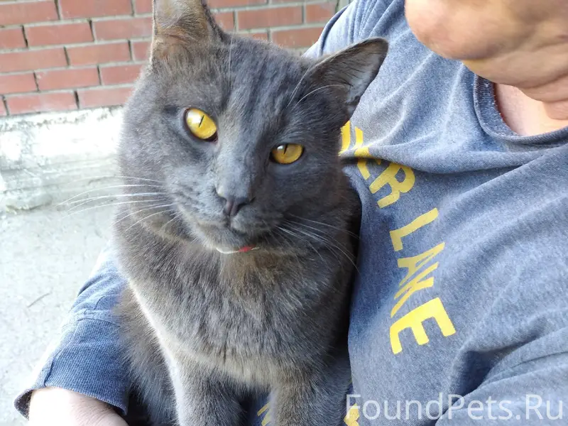 Пропал кот Тиша, 7 квартал, ул. Юбилейная 49 а