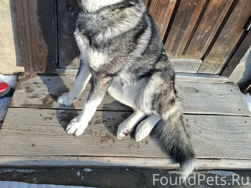 Найдена собака.