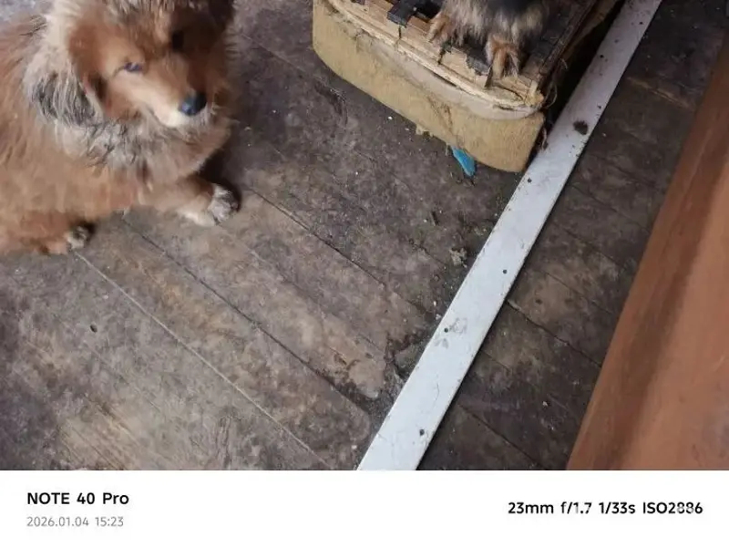 Пропала овчарка, Билимбай