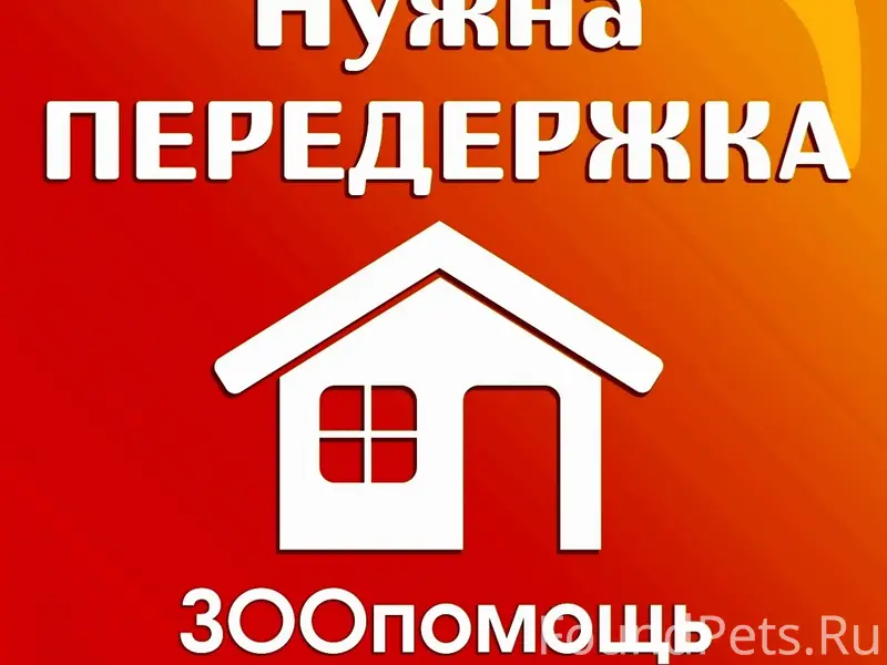 Найдена домашняя кошка, без дома