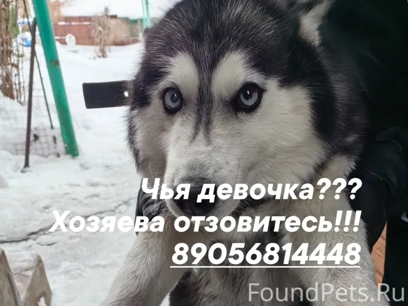 Найдена собака, Елец