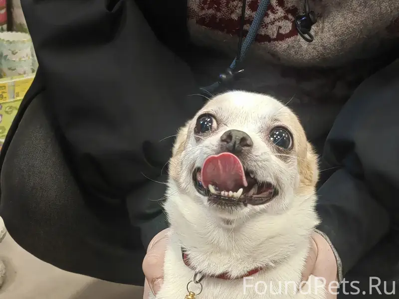 Найден тип собака, ул. 40 лет октября