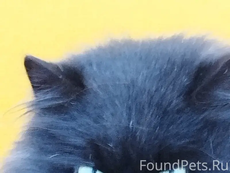 Пропал чёрный кот, Тимошкино