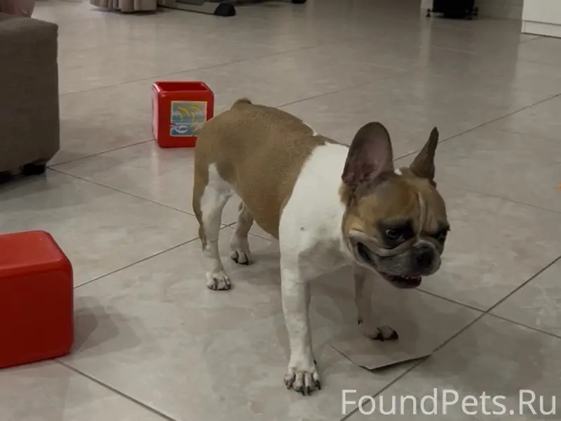 Пропала девочка французский бульдог, улица Раздольная