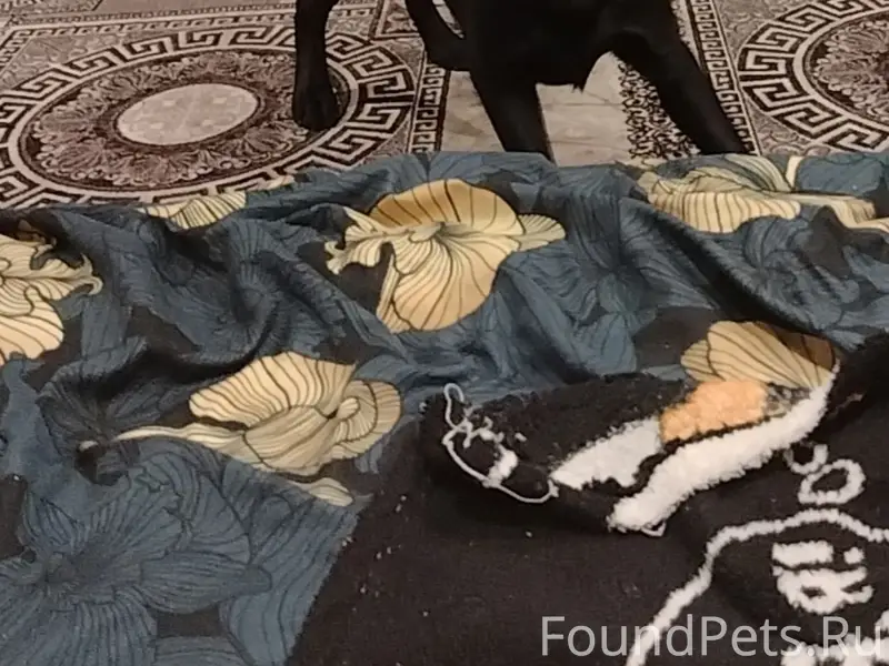 Пропал щенок Лабрадора 