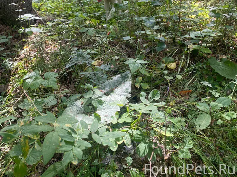 Пропал Восточно-Сибирская Лайка Арчи, район аэропорта