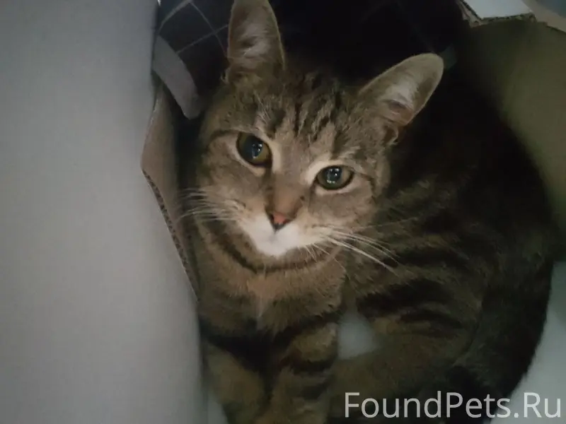 Пропала кошка, Поле Чудес