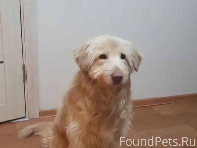 Пропала собака Чапа, Озеры