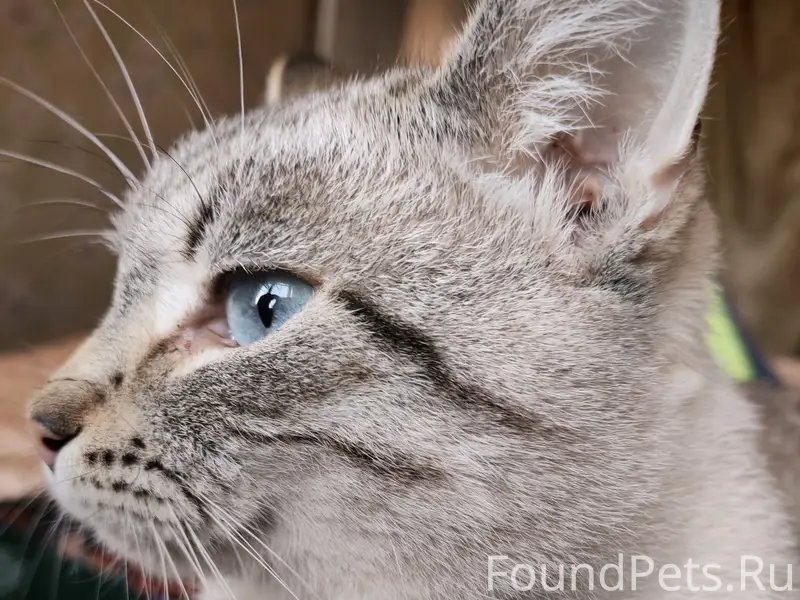 Пропал кот, шрам на носу, Руднянская 50