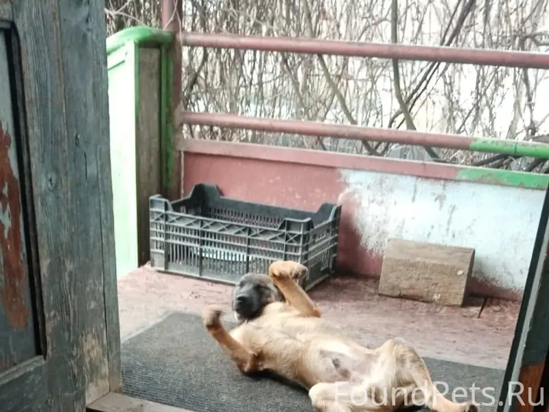 Пропала собака, Киреевск