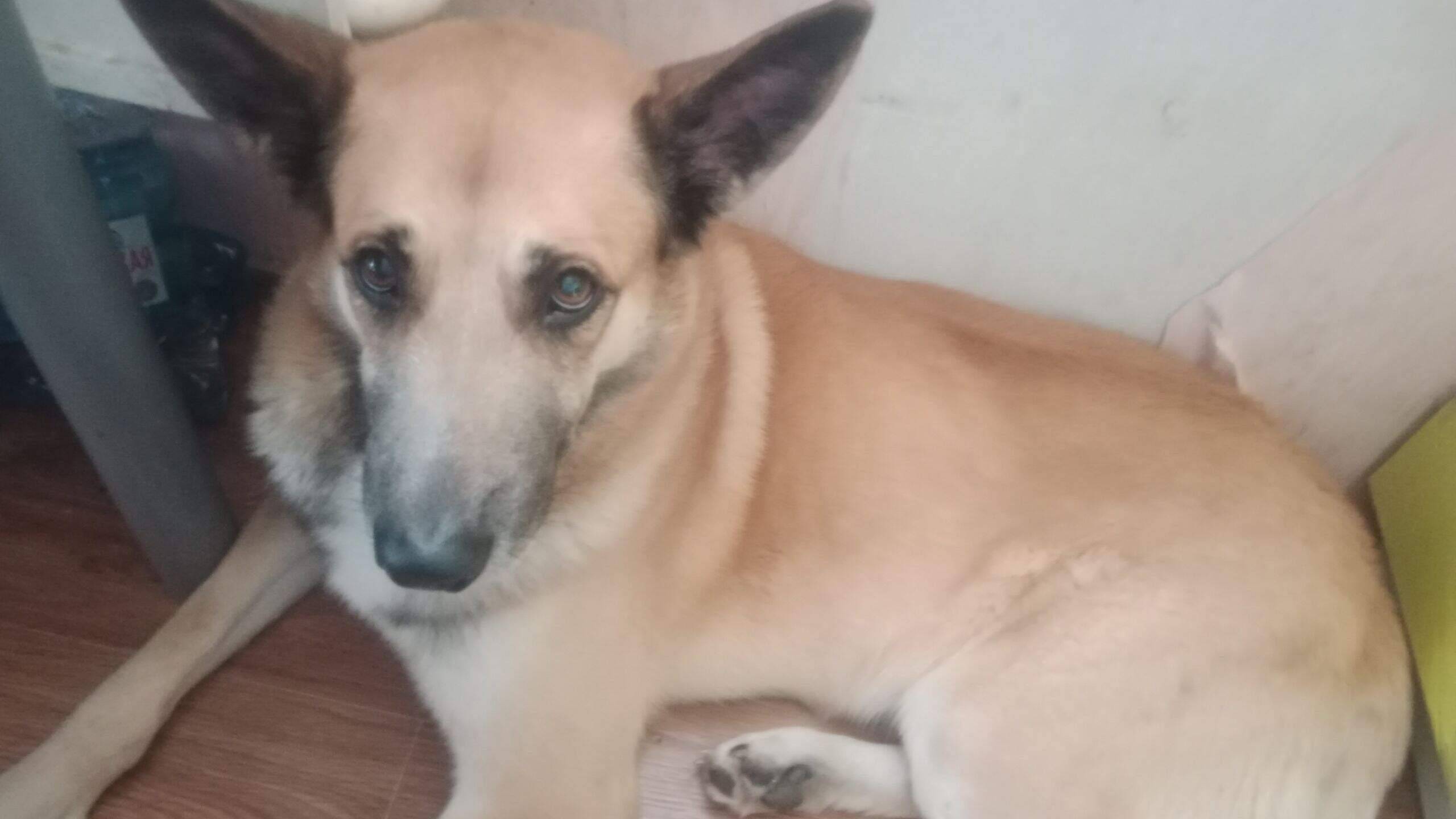 Пропал пёс, Центральная 20