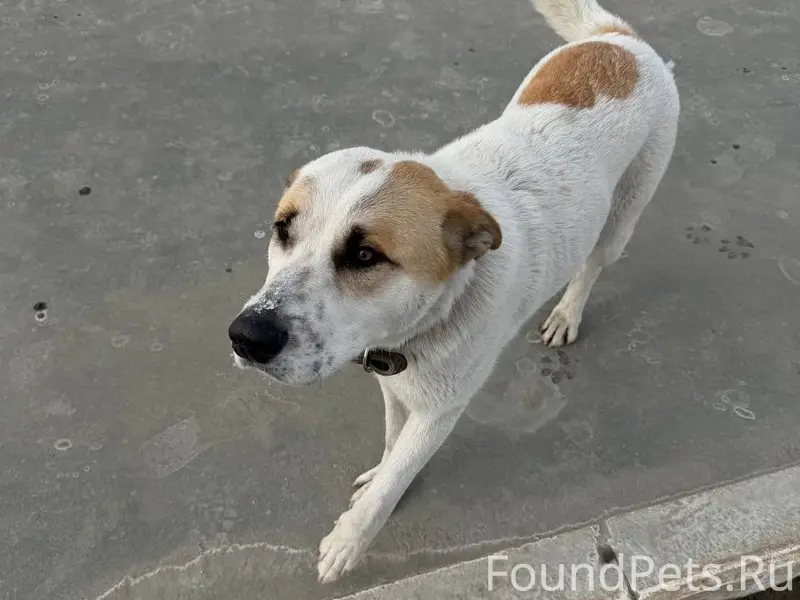 Пропал пёс, район Мегасити, Самара