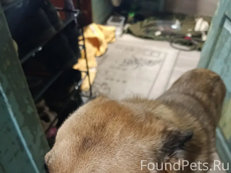 Пропала собака, неизвестно место пропажи