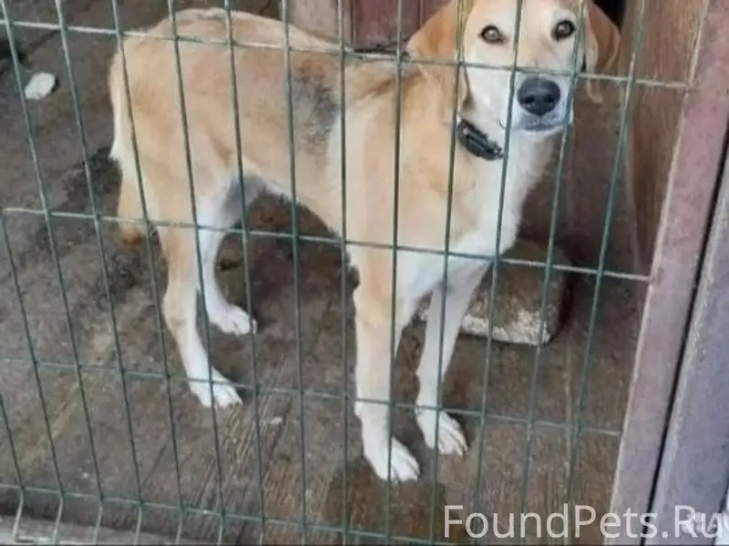 Пропала русская гончая, Бердск