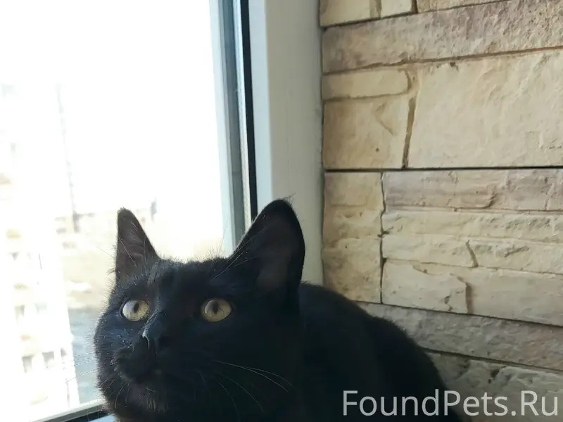 Найден котёнок, Советской район