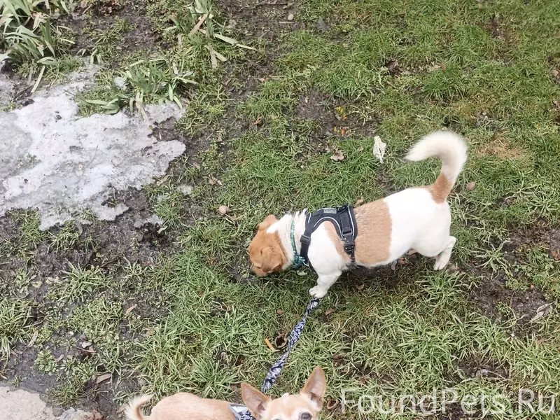 Пропала той терьер Лола, Николаевский рынок