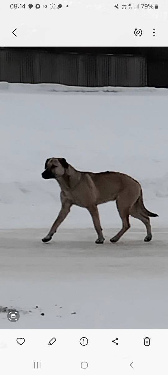 Пропавшие собаки, бежевого цвета, Станкомаш