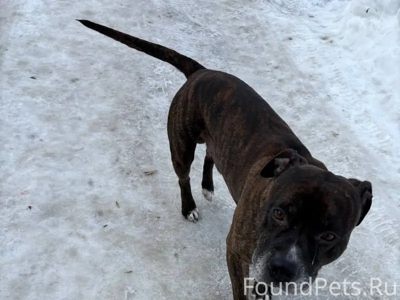 Найден кобель, Афонино