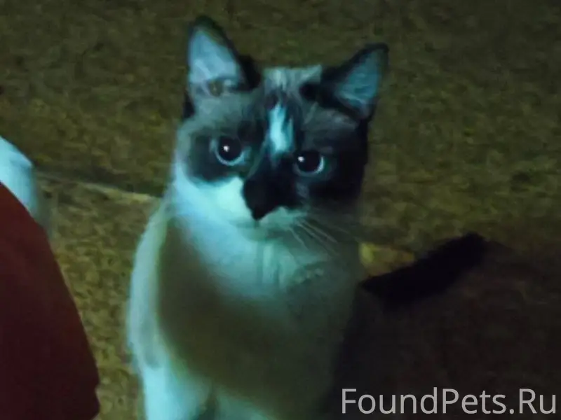 Пропала кошка Соня, Зеленоград