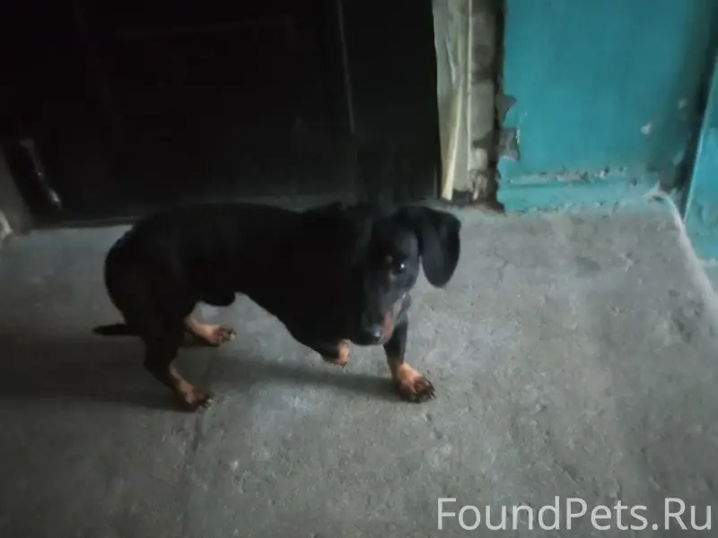 Найден мальчик такса, район Проспекта Труда