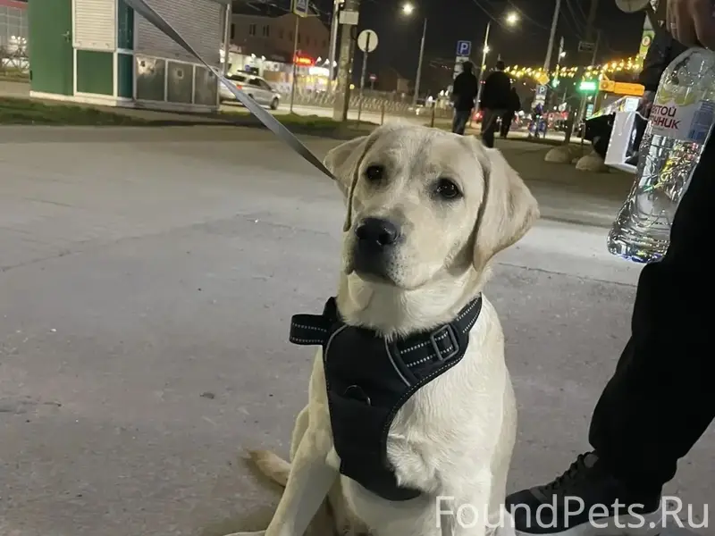 Найден щенок, девочка, Краснодар, улица Московская