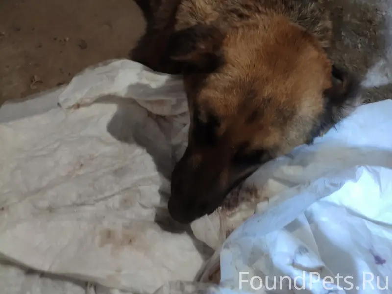 Найденна собака, найдена на пересечении Болховской и Орловского