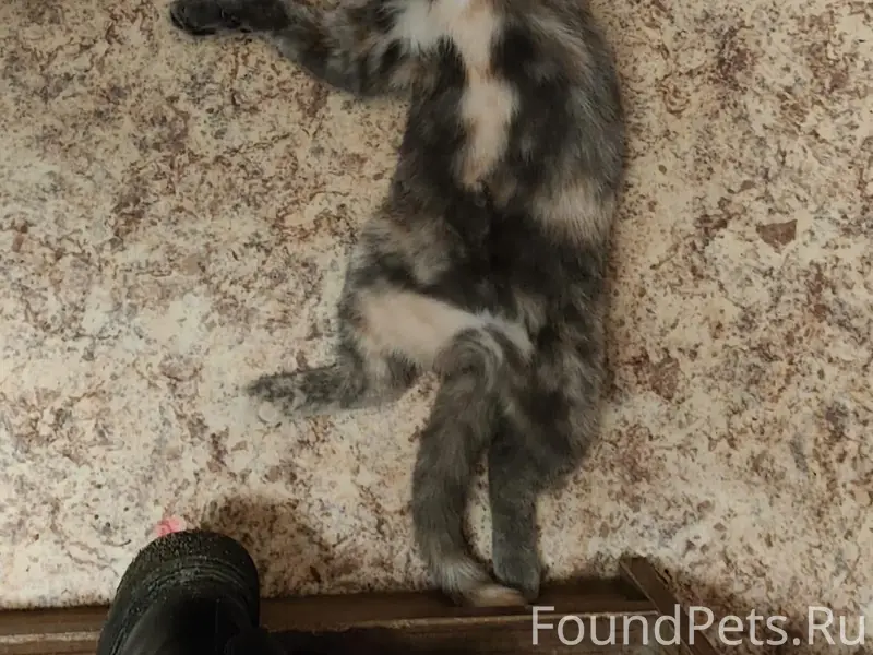 Пропала кошка Айка, ул. Спирина