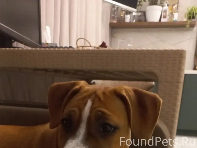 Пропала девочка стаффорд, д. Дугинка