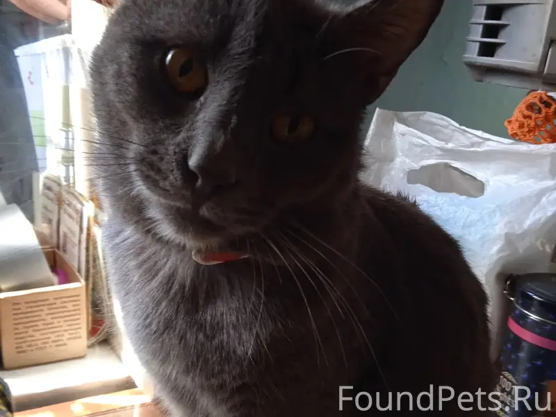 Пропал кот Тишка, Юбилейная 49а