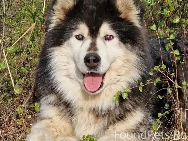 Пропали собаки, село Аксарка