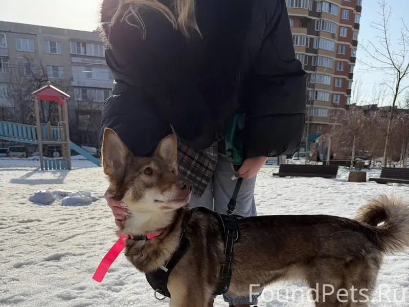 Найден щенок, Подмосковные Островцы