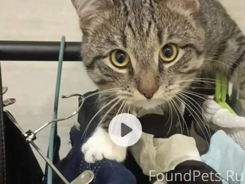 Пропал кот Бусик, Сосногорск