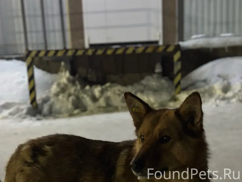 Пропала собака Жуля (Рыжуля), Советский район