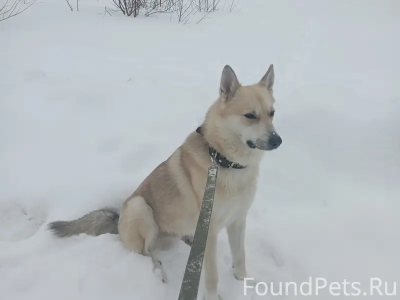 Пропала лайка, Соломбальская набережная