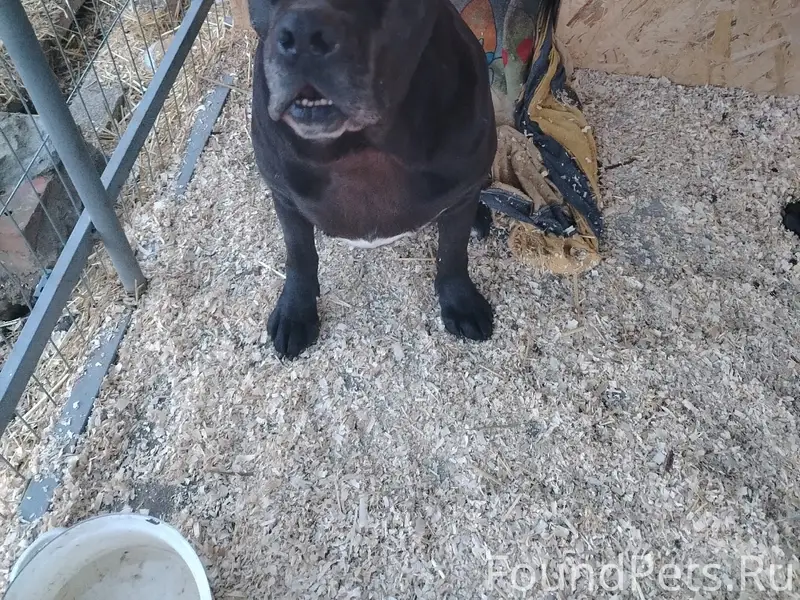 Пропали Кане-корсо, чёрная и серая, Новоалександровский район