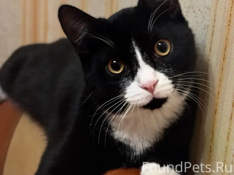 Пропал кот Марсик, ул. Морозовская