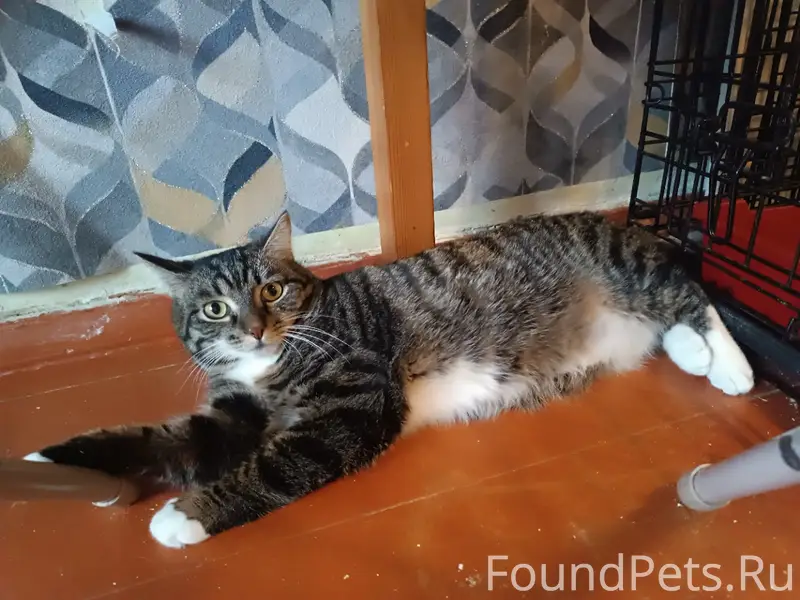 Найдена кошка Джесика, Коряжма