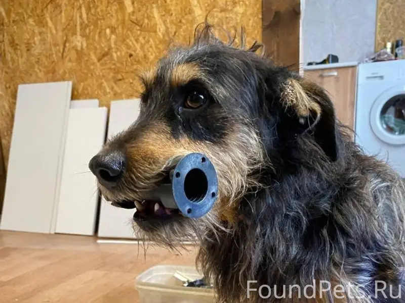 Пропал кобель Леший, Пуховичский район