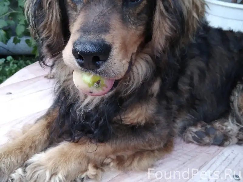 Пропала собака, Магистральный